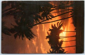 Postcard - A golden sunset silhouettes graceful coco palms in Hawaii