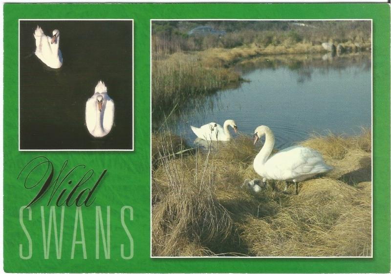 Wild Swans in Southern New England 1980-1990's Bernard Ludwig Gordon Postcard