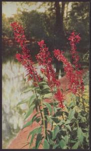 Cardinal Flower Postcard