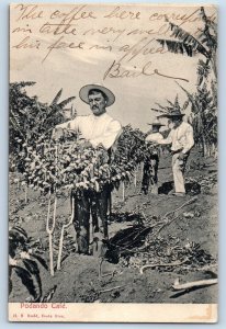 Costa Rica Postcard Podando Café Workers in the Farm c1910 Antique Posted