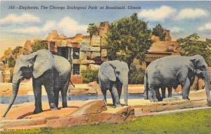 Chicago Illinois 1940s Postcard Elephants Chicago Zoological Park at Brookfield