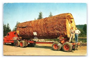 Giant Fir Log Oregon c1960 Postcard Old Truck Logging