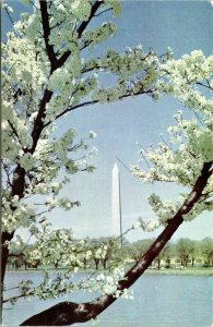 Washington Monument White Marble Shaft Cherry Trees Kodachrome Postcard White 