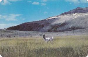 Buck Antelope - Swiftest creature of the Plains