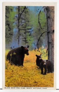 Black Bear and Cubs. Banff National Park - Postcard