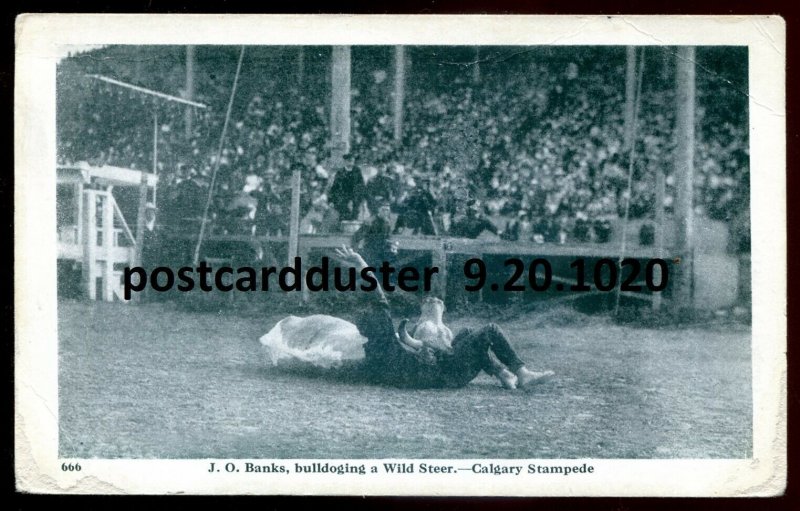 h4063 - CALGARY STAMPEDE Postcard 1930s J.O.Banks Bulldoging Wild Steer