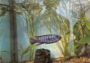B15928 Constanta Fish