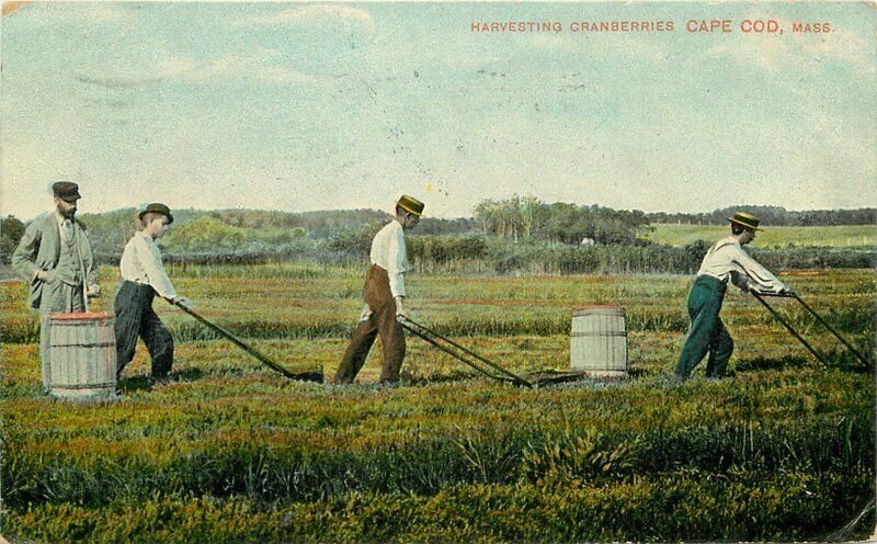 Cape Cod Massachusetts Farm Agriculture Harvesting Cranberries 1909  20-948