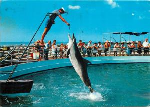 Animals topic postcard Dolphin Show Rimini Aquarium Italy