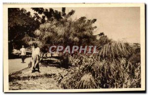 Old Postcard French West Africa