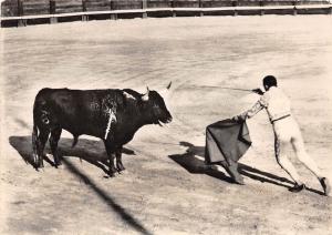 BR29157 Corrida nimes la mise a mort france