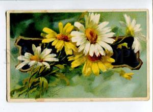 257353 CAMOMILE Daisy Flowers by C. KLEIN Vintage postcard