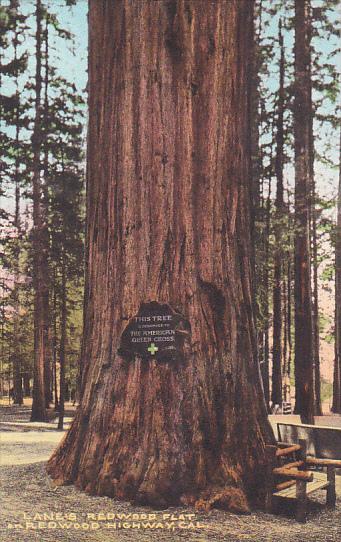 Register Here Giant Redwood Tree Lane's Redwood Flat On Redwood Highway Calif...