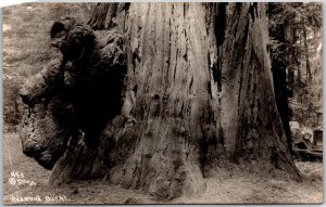 Redwood Burhl Rounded Outgrowth Tree Base California CA RPPC Photo Postcard