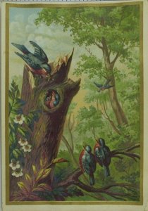 1890's Lovely Birds, Babies in Tree Stump Nest Victorian Trade Card &S