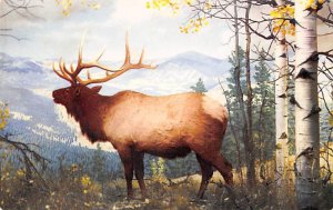 American Wapiti, Elk Moose Unused 