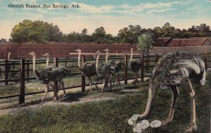 HOT SPRINGS, Arkansas, 1900-1910s; Ostrich Scene