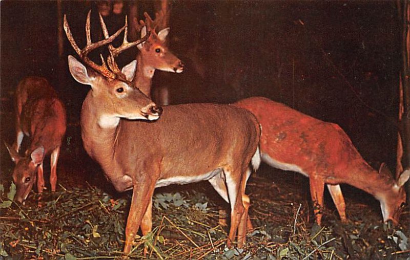 Wink's Sky Top, Deer Herd Penna's largest gift shop, 5 miles of State College...