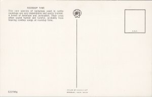Jackalope 'Roundup Time' Exaggerated Rabbit Antelope Cowboy Rancher Postcard F85