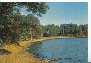 Scotland Postcard - Loch Garten - Inverness-shire - Ref 19773A