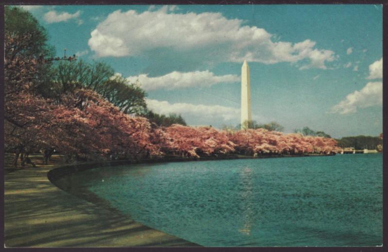 Washington Monument,Washington,DC Postcard