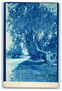 c1910's The Pines Road Cyanotype Cotuit Massachusetts MA RPPC Photo Postcard 