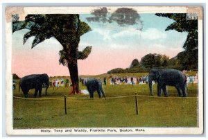 1916 Elephants Molly Tony and Waddy Franklin Park Boston MA Postcard
