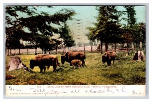 Buffalo at Point Defiance Park 4 mo Old Calf Tacoma WA 1908 UDB Postcard R21