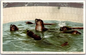 Elephant Seal New York Aquarium Guadalupe Island West Coast Of Mexico Postcard