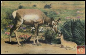 Mother Antelope and Her Babe