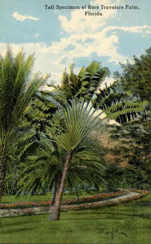 FL - Rare Travelers Palm