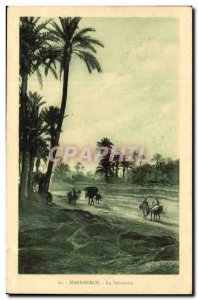 Morocco Marrakech Old Postcard The palm