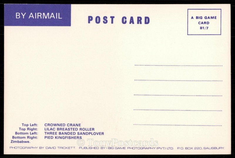 Zimbabwe Birds