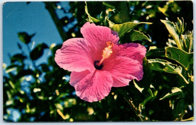 Postcard - The Hibiscus . . . in Hawaii