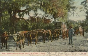 INDIAN RIVER, Florida, 1906; Ox Cart Train