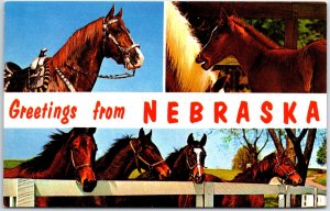 VINTAGE POSTCARD MULTIPLE HORSES SCENES GREETINGS FROM NEBRASKA 1960s