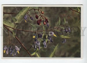 428038 Flower Solanum Dulcamara Vintage Sammelwerk Tobacco Card w/ ADVERTISING