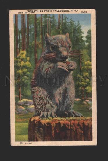 078767 MARMOT with Greeting from FALLSBURG, N.Y. vintage PC