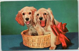 postcard dog - Pair of Cocker Spaniel puppies in basket with red ribbon