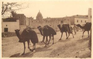 Africa camels caravan une caravane traversant un village du Sud Afrique mosquee