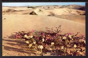 Verbenas in the Sand Dunes