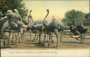 Jacksonville? Florida Ostrich Farm Rotograph G15550 c1905 Postcard