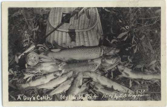 RPPC, A Day's Catch of Fish at Idyllwild, California CA, fishing, EKC Real Photo