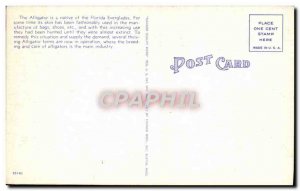 Old Postcard A Hungry Crocodile Alligator In Florida