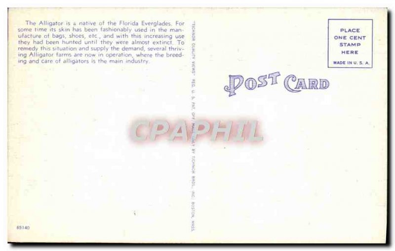 Old Postcard A Hungry Crocodile Alligator In Florida