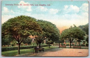 Vtg Los Angeles California CA Umbrella Trees St James Park 1910s View Postcard