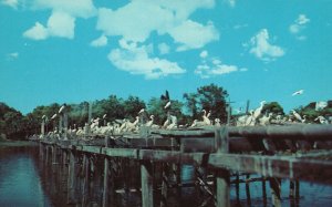 Vintage Postcard Nesting Platforms in Bird City Jungle Gardens Avery Island LA