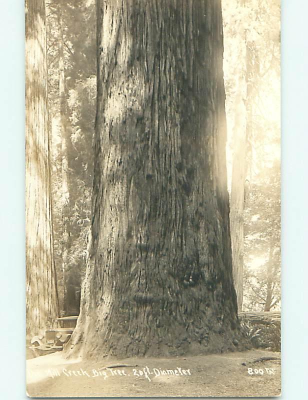 Pre-1942 rppc REDWOODS - MILL CREEK BIG TREE Leggett - Garberville CA r6954