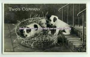 an0182 - Two's Company Three Pups Trying to get into Straw Basket - postcard