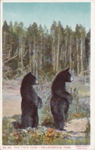 Twin Bear Cubs Yellowstone National Park